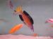 Ryby Tanganika Cyprichromis microlepidotus Kasai
