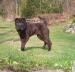 Shar-pei, Šarpej - predaj