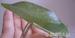Kubai levélutánzó szöcske, párban
