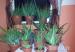 Aloe Vera Növények
