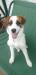Jack russel kríženec