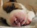 Am. Staffbull