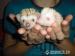 Ochočený ježek bělobřichý