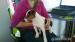 Jack russel