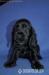 Anglický kokerspaniel