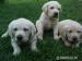 Labrador bledy