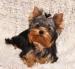 Yorkshire terrier s PP