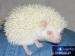 Africký bělobřichý Pygmy ježek s PP