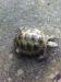 Male Horsfield Tortoise