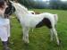 Clarke Skewbald Appaloosa x Sports foal