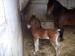 Section D Colt Foal