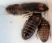 Dubia Roaches, Blaptica dubia, Feeder Roaches
