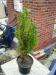 Dwarf Conifer  - Plant height 66 cm + pot height