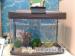 Large fish tank