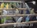 Young ringneck parrots
