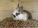 4 female baby rabbits very fluffy and beautiful