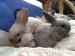 Baby rabbits mini & dwarf babies
