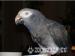 Congo and Timineh African Grey baby Parrots