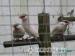 Java sparrows normals grey