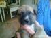 Šteniatka Cane Corso bez PP
