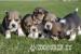 Fantastic beagle puppies