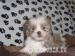 Shih tzu puppies ready now 8 wks old