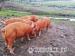 Two Month Old Tamworth Weaners