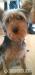 Silky terrier