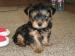 Yorkshirsky terrier mini, psík