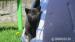 Mourovatá kočička a černý kocourek