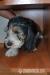 Petit Basset griffon vendeen