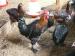 French Copper Marans
