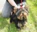 yorkshire terrier s PP 