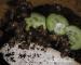 Suchozemské šneky Oblovky (Achatina reticulata)