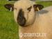 Hampshire Down Ram Lamb