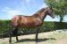 Bay 4yr old PRE (Andalusian) stallion