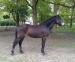 Stunning 2 year old thoroughbred x new forest
