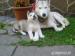 Sibírsky husky