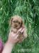 Šteniatko cavalier king charls spaniel