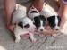 Jack Russel Terier