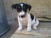 Jack Russel Teriér