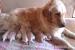 Zlatý retriever
