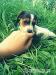 Jack russel terier