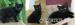 Britská koťátka bez PP, černě žíhaná