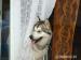 3 letnia sunia w typie alaskan malamute