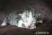 Sibiřská koťátka - stříbrná