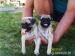 mops