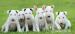 minibullterrier