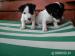 jack russell teriér