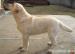 labrador dorosła suka hodowlana